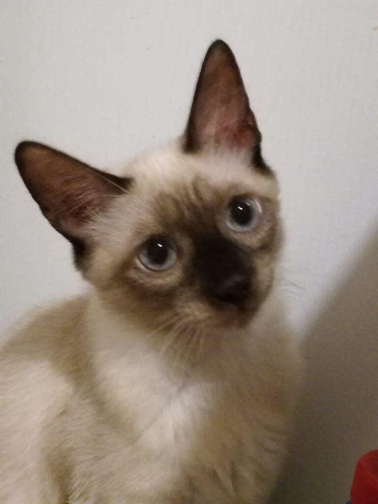 Cassandra