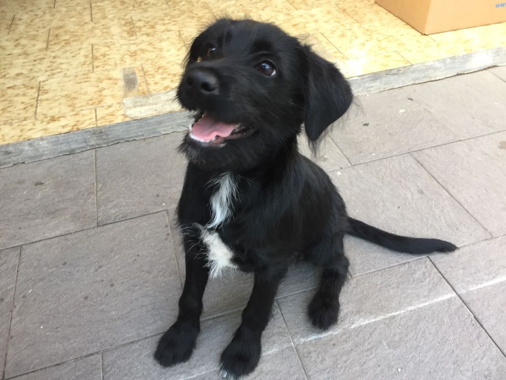 Lulu