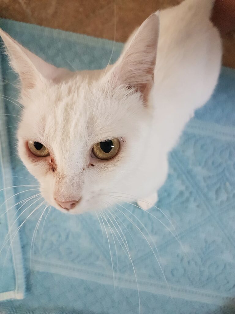 Loretta