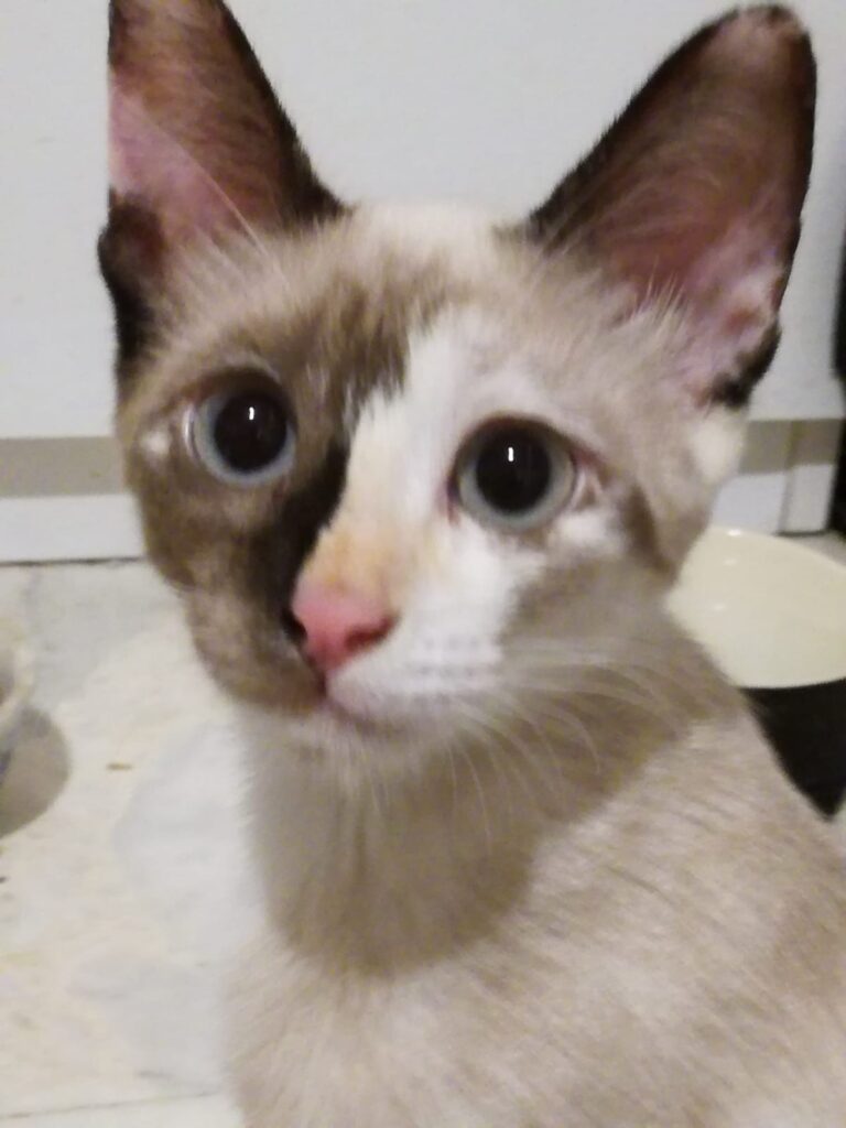 Cleopatra