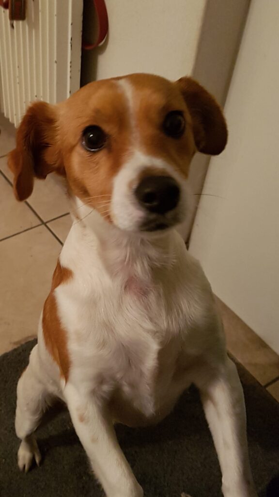 Snoopy