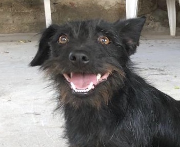 Leila