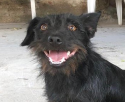 Leila
