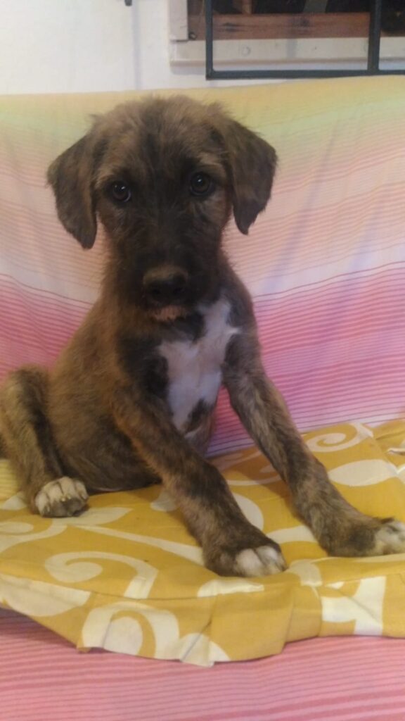 Timo