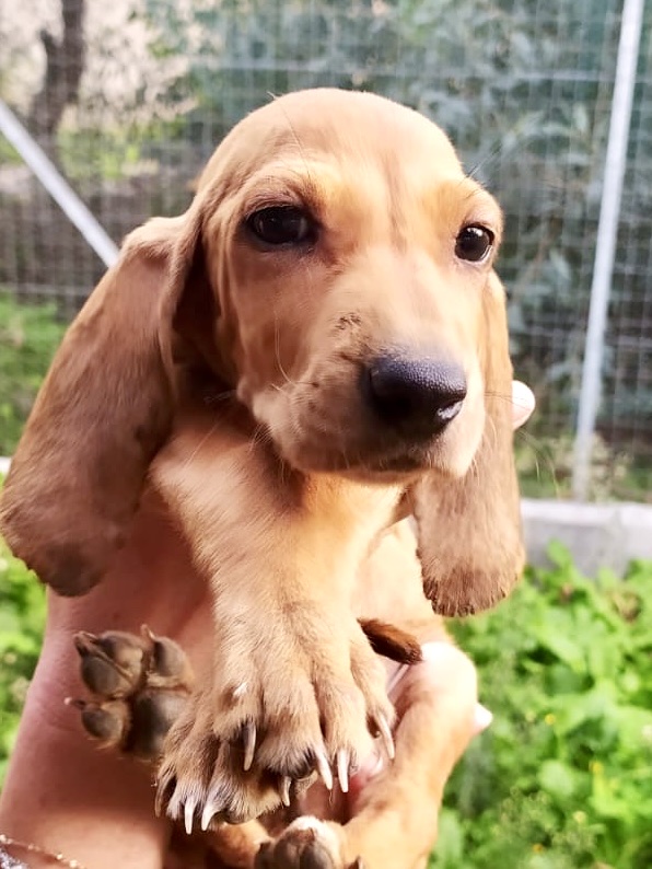 Ronja
