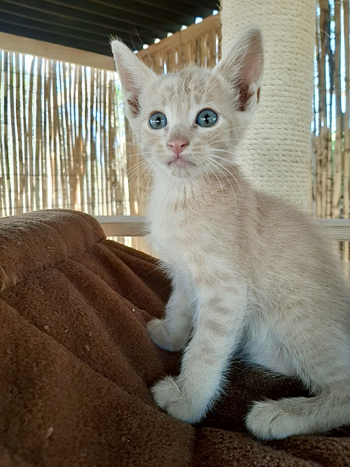 Aramis