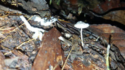 DESCOMPONEDOR (5)