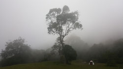 Bosque de niebla