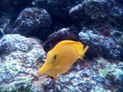 INDIVIDUO (7)