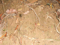 INDIVIDUO (6)