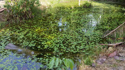 Laguna