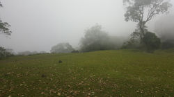 Bosque de niebla