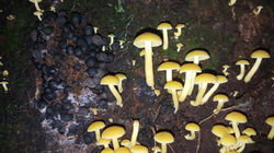 DESCOMPONEDOR (1)
