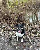 pup on trail