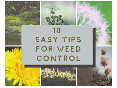 10 Easy Tips for Weed Control