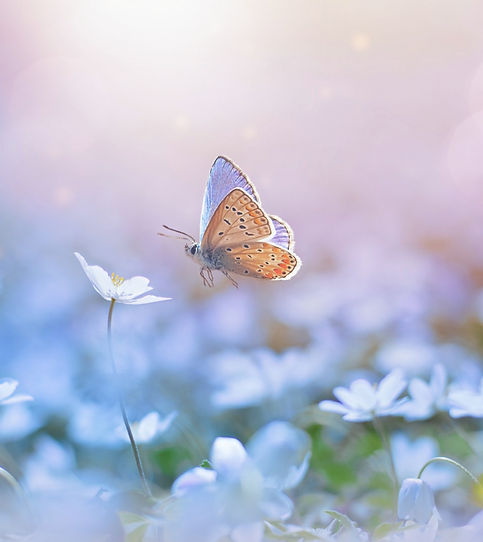 Beautiful butterfly in field of flowers