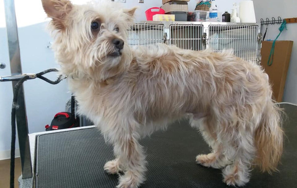 Grooming | Albany Pet Hotel