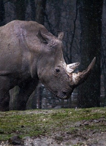 animal-1834413_640.jpg