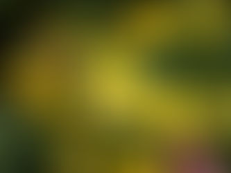 Hypericum perforatum - Johanniskraut - Sonnenlicht