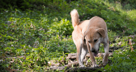 Probiotika för hund vid magproblem – Naturligt magstöd | Dogfriends