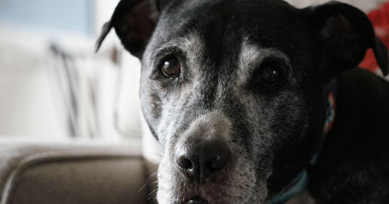 äldre hund stelhet artros