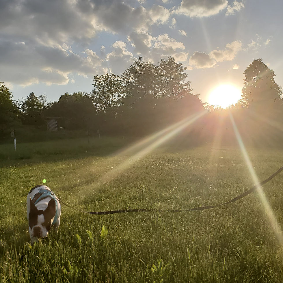 Landscape photo of a dog outdoors
