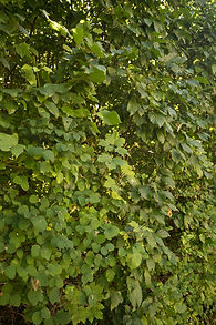 333016f1-d08f-4f19-9885-45ac40811cb0.JPG