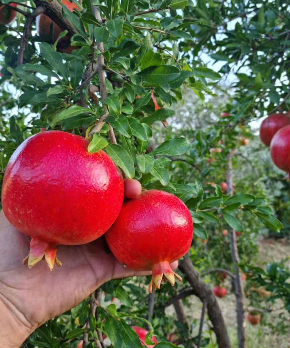 Fresh citrus