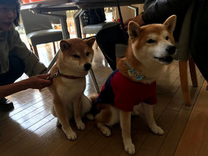 googooモデル犬がやってきた