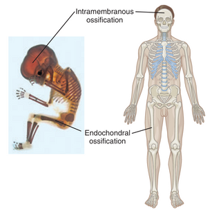 İskeletin Temel Fonksiyonları