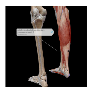 Tendon Yapısı ve Özellikleri