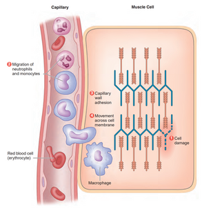Egzersiz ve Bağışıklık Sistemi