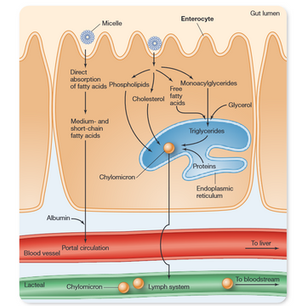 Lipidlerin Sindirimi ve Emilimi