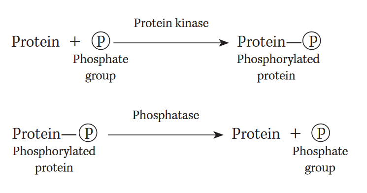 Enzimlerde Kovalent ve Allosterik Modifikasyon