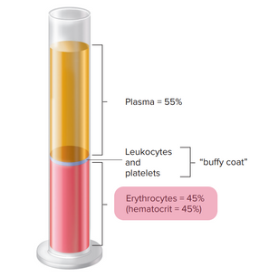 Kanın Temel Fonksiyonları ve Yapısı