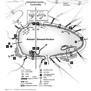 Mekanotransdüksiyon ve Hücresel Yük Algısı