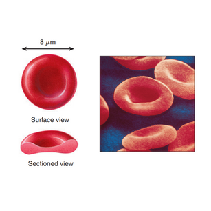 Kan Plazması, Eritrositler ve Hemoglobin