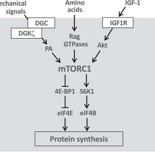 mTORC1  Aktivasyonu ve Hipertrofi