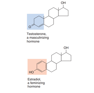 Steroidler (Lipidler)