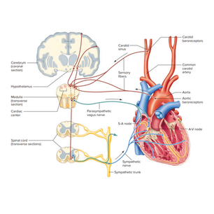 Kalp Atım Hızının Regülasyonu (Heart Rate)