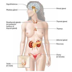 Endokrin Sistem ve Hormon Kimyası