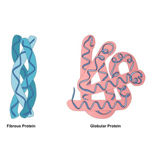 Proteinlerin Gruplandırılması: Fibroz ve Globular Protein