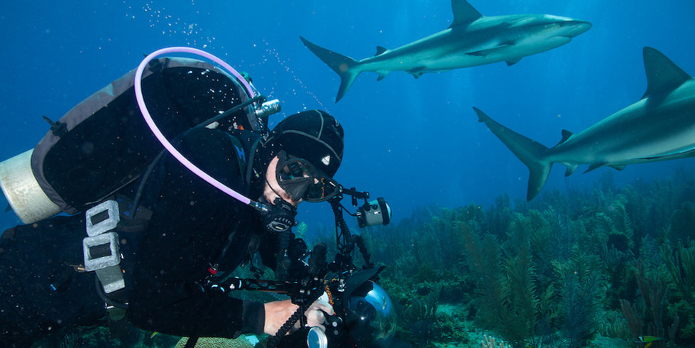 Scuba diving with sharks in Jardines de la Reina Cuba