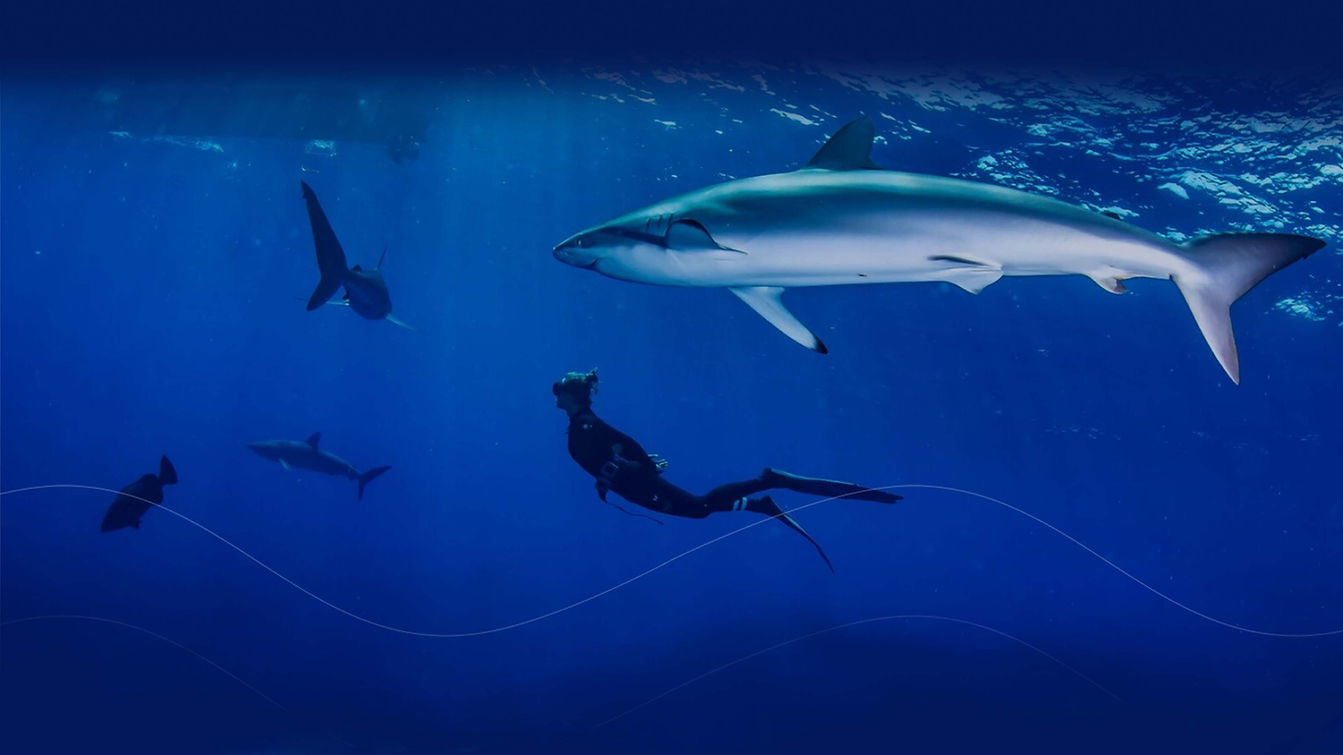 new website home p.jpg