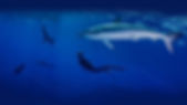 new website home p.jpg
