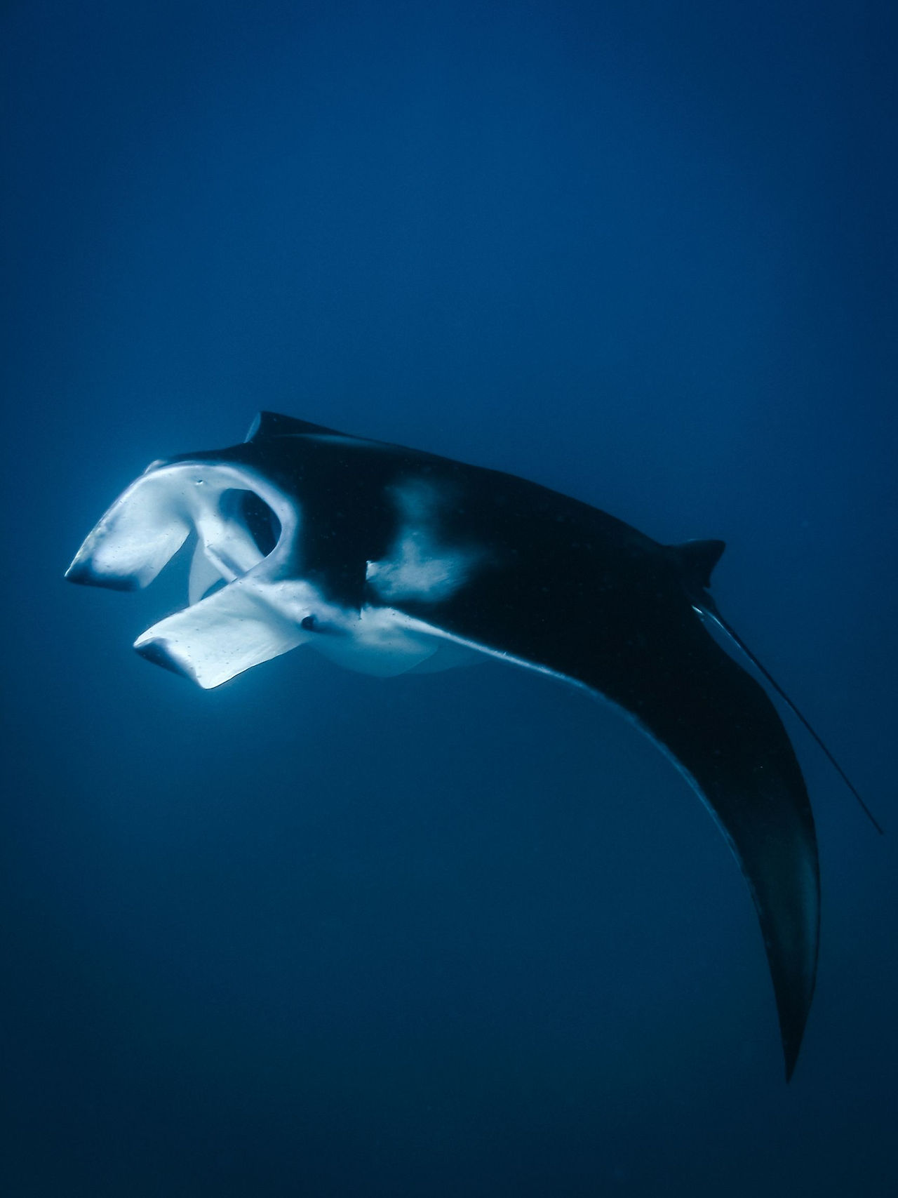 Project AMOARA Manta rays