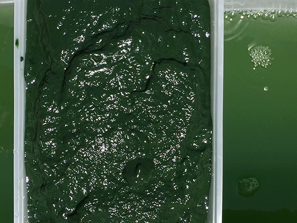 spirulina extract process