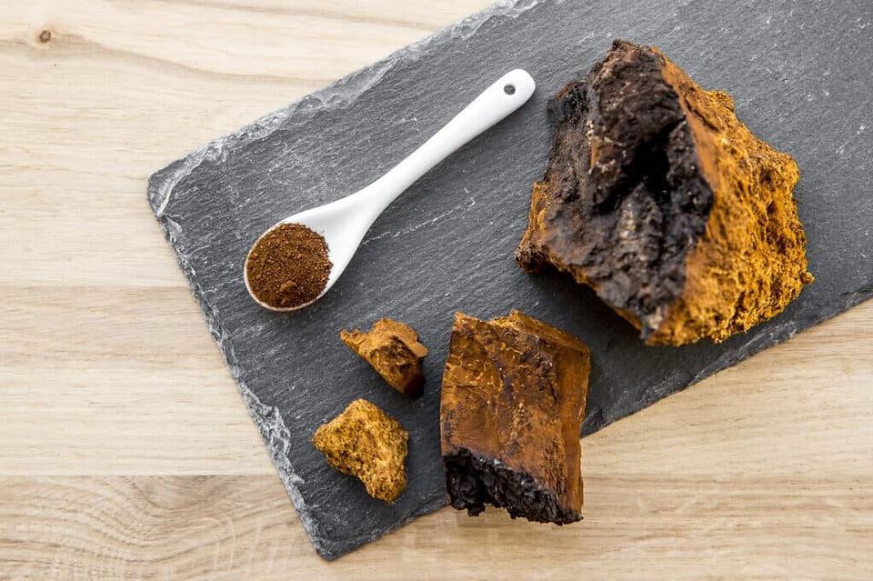 chaga powder