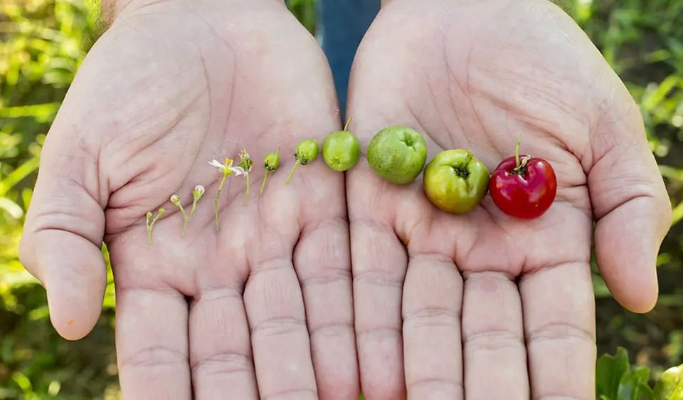 acerola cherry on hand
