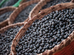 Where to buy Acai Berry in Singapore and How to Differentiate the Quality